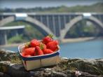 camping-saint-jean-plougastel-finistere_0013_Fraises